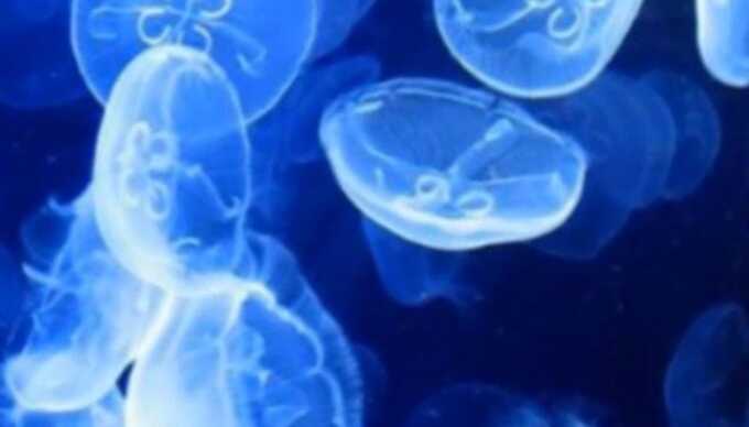 Медузы заполонили побережье Азовского моря
